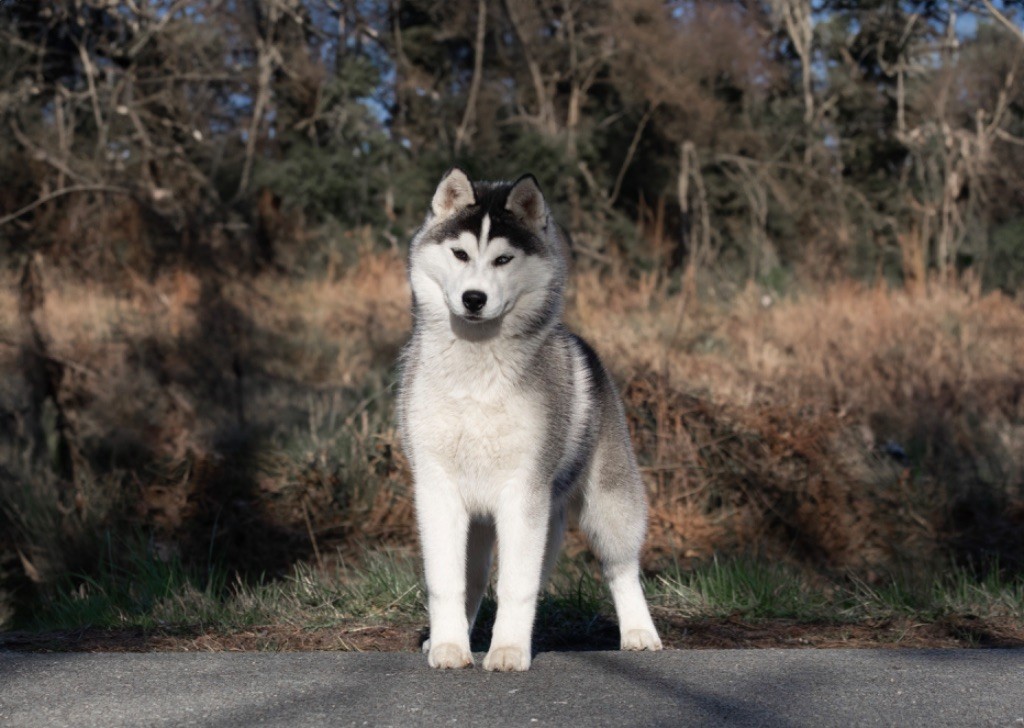 U'boréale Apache Of Dream Catcher
