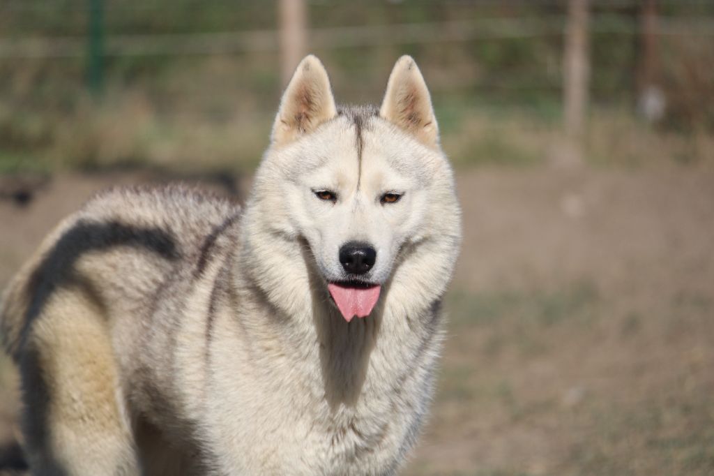 Sibirskaya viktoria of Arctic Wolf Dream