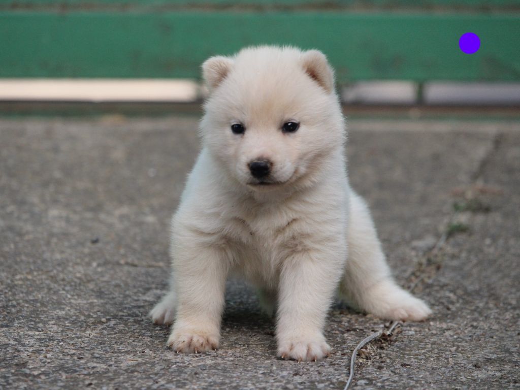 Manon Lefebvre - Chiots disponibles - Siberian Husky