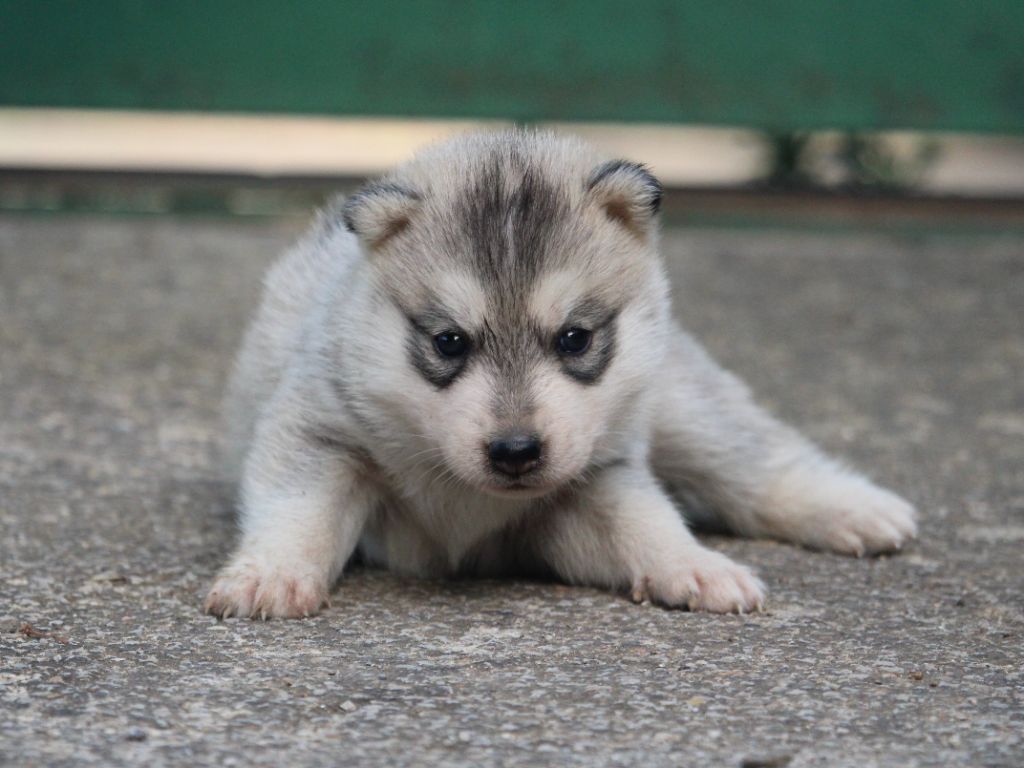 Manon Lefebvre - Chiots disponibles - Siberian Husky