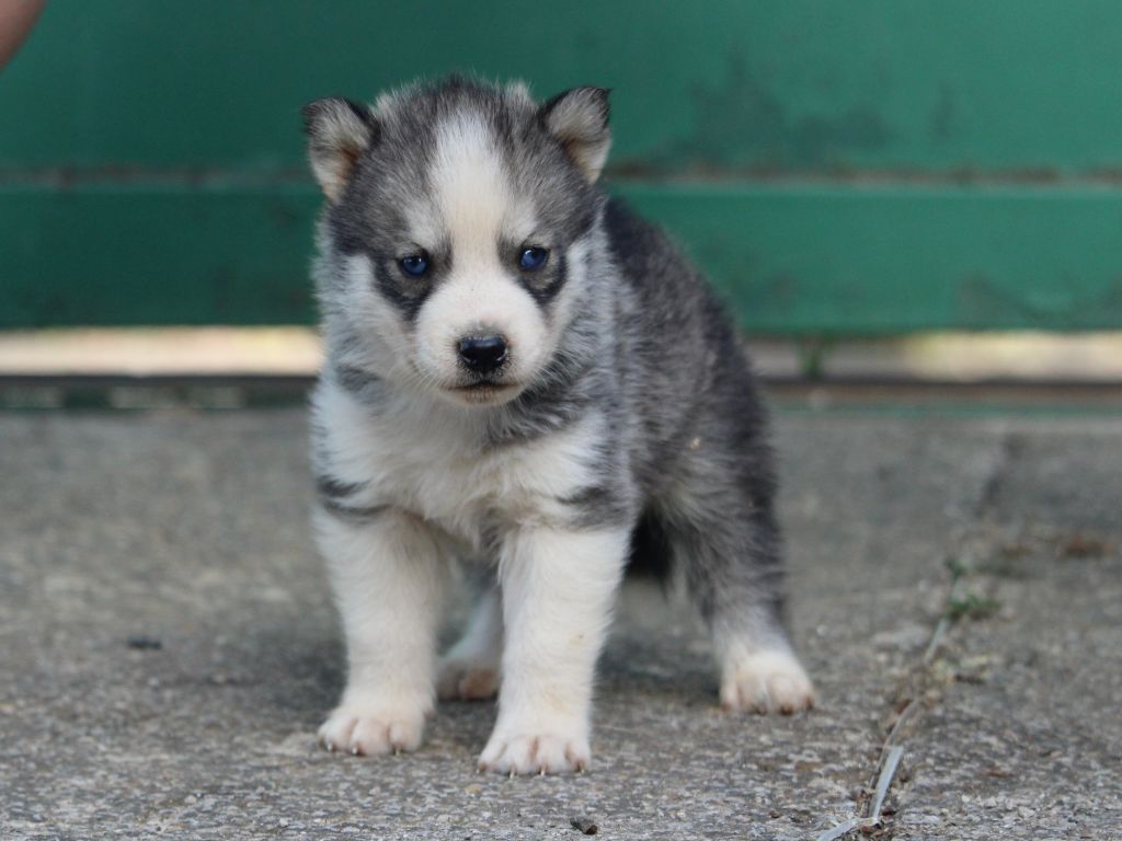 Manon Lefebvre - Chiots disponibles - Siberian Husky