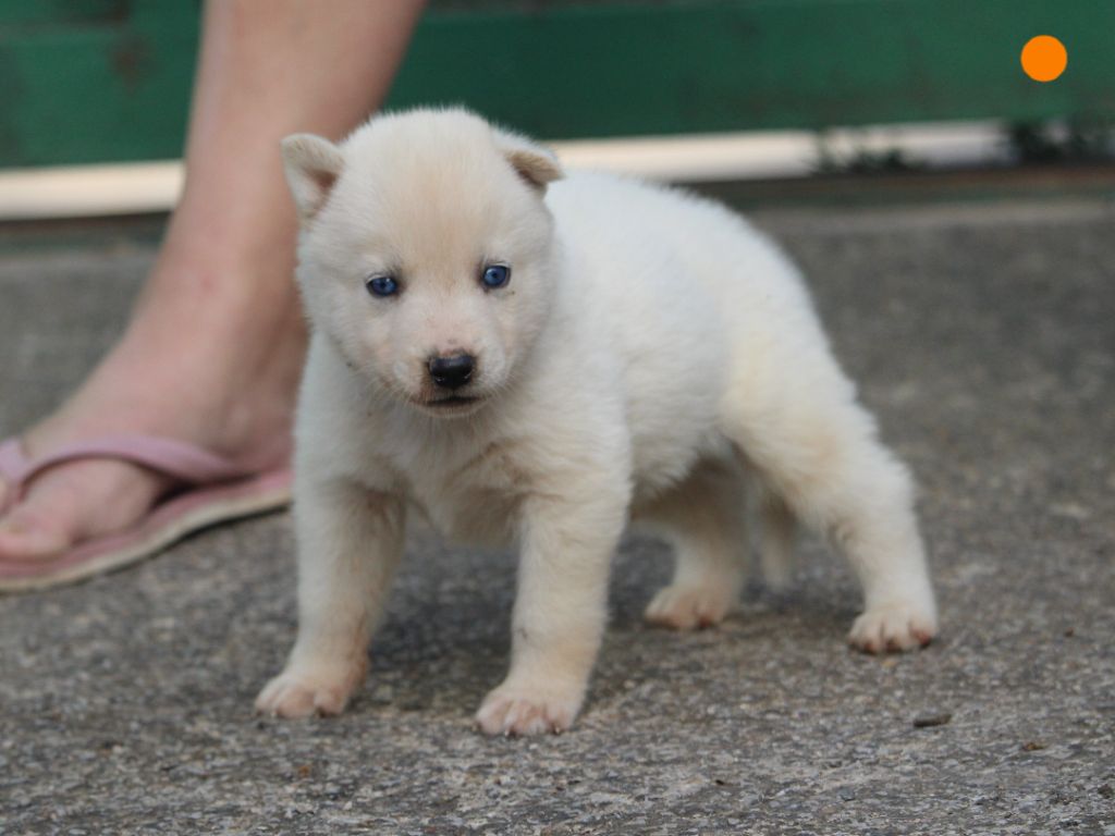 Manon Lefebvre - Chiots disponibles - Siberian Husky