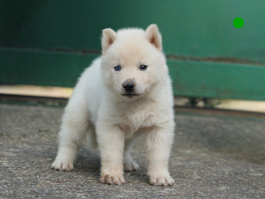 Manon Lefebvre - Chiots disponibles - Siberian Husky