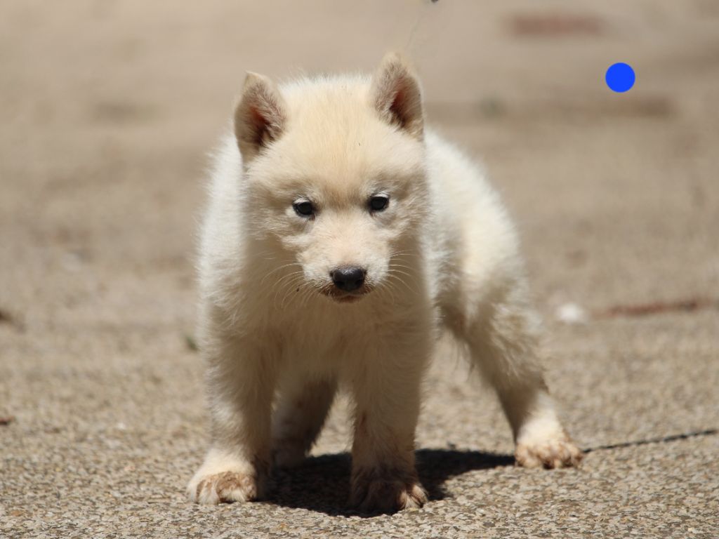Manon Lefebvre - Chiots disponibles - Siberian Husky
