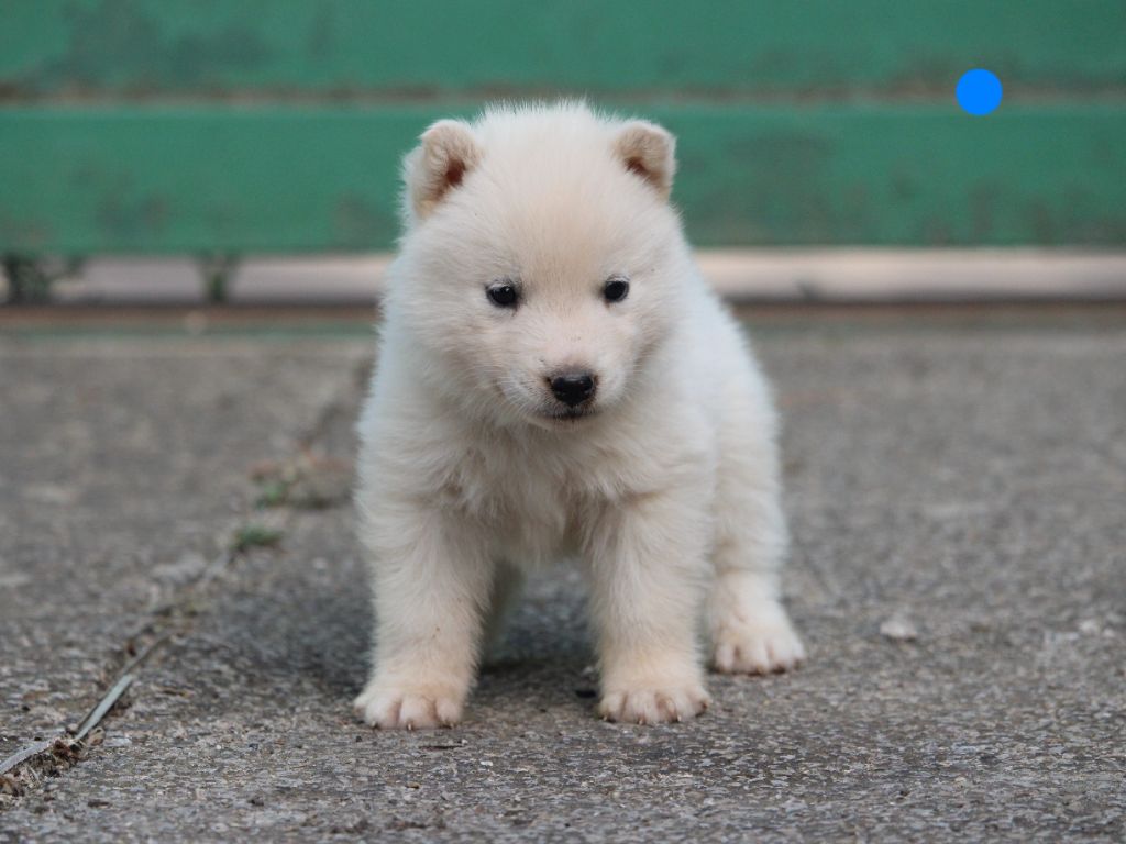 Manon Lefebvre - Chiots disponibles - Siberian Husky