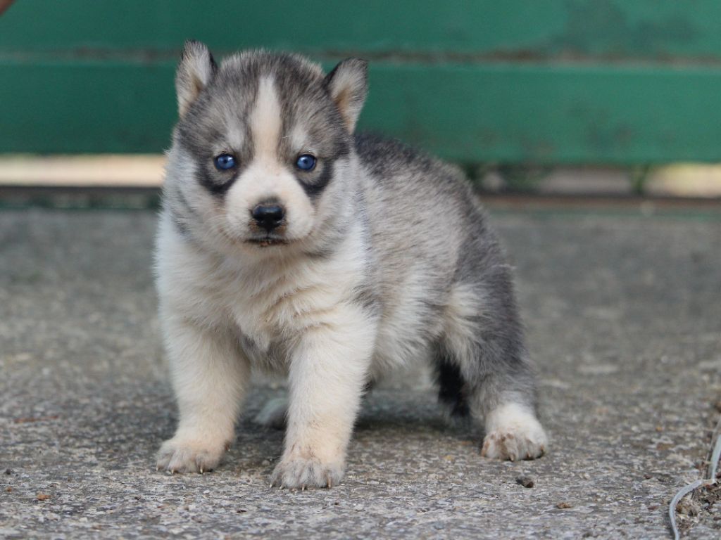 Manon Lefebvre - Chiots disponibles - Siberian Husky