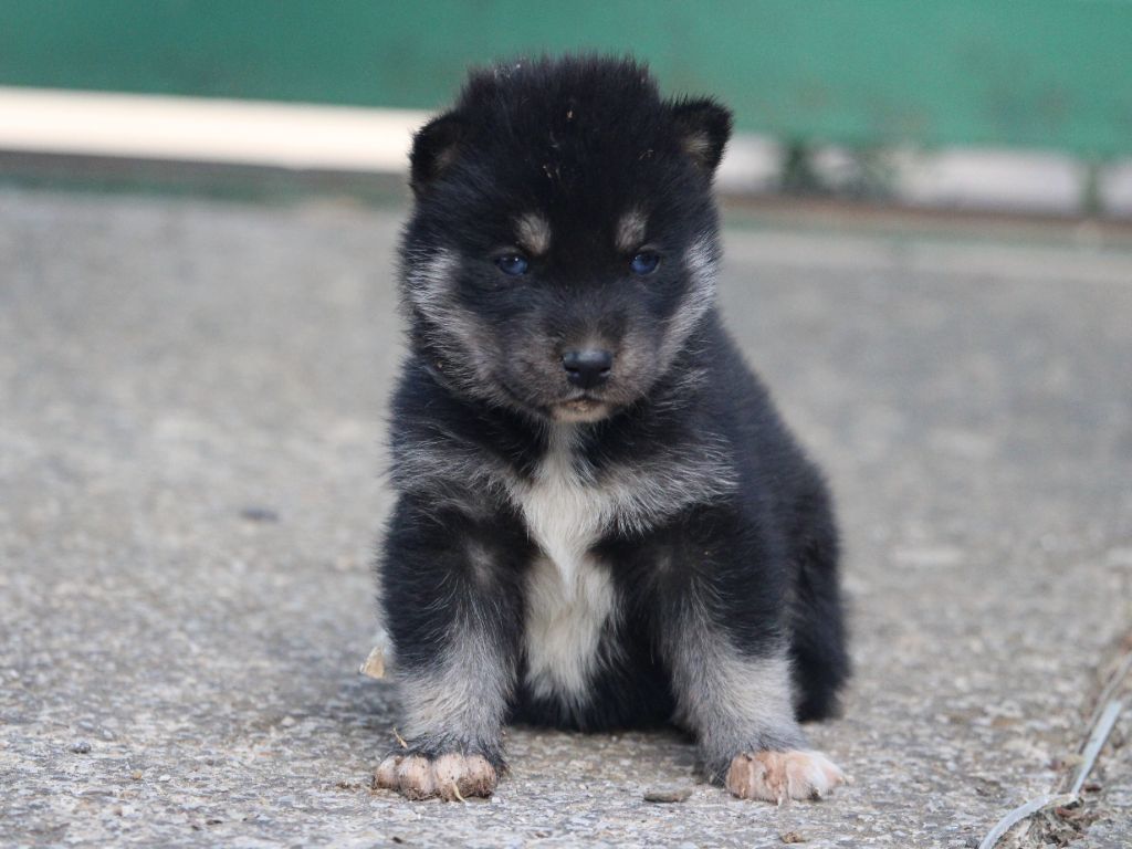 Manon Lefebvre - Chiots disponibles - Siberian Husky