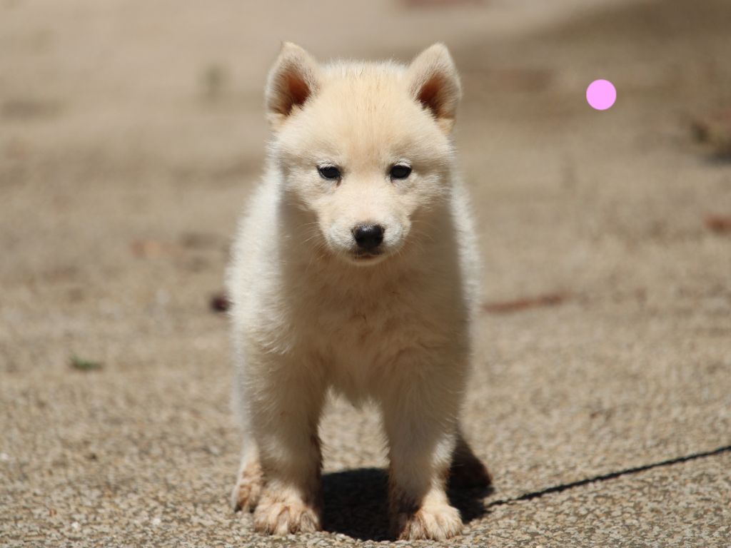 Manon Lefebvre - Chiots disponibles - Siberian Husky