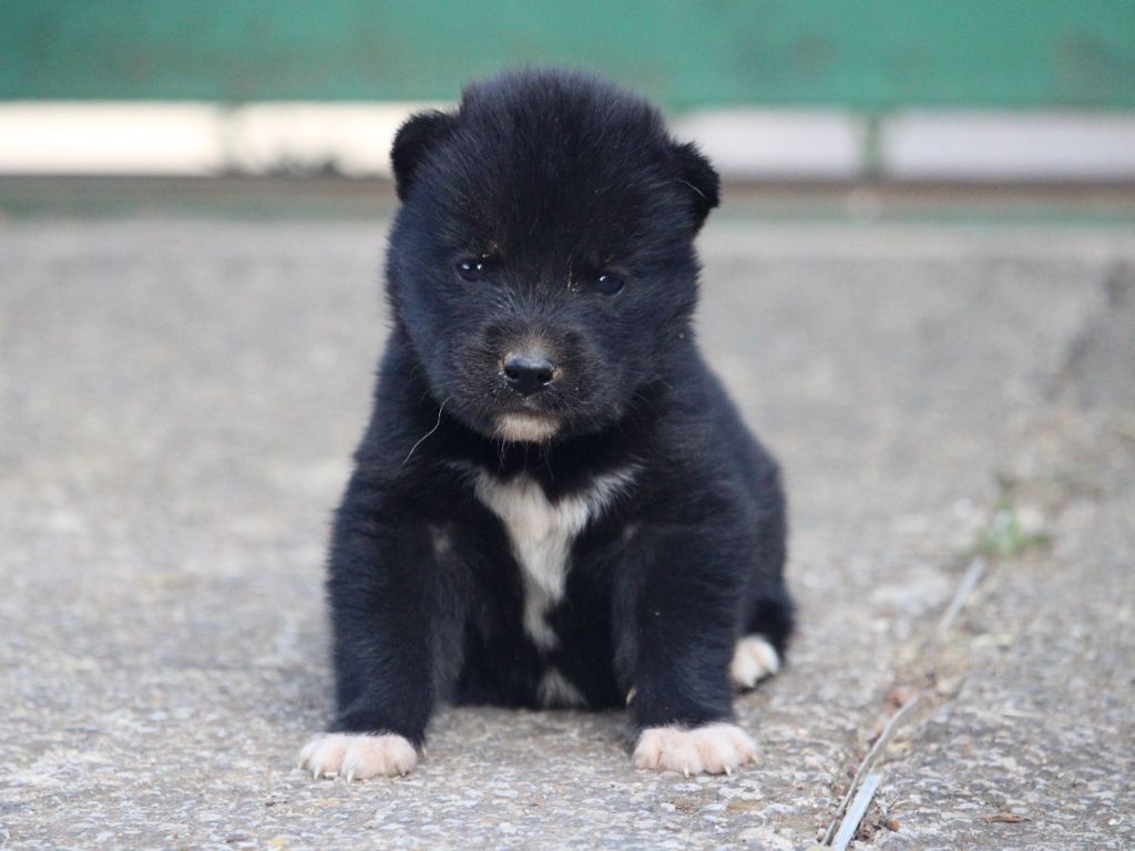 Manon Lefebvre - Chiots disponibles - Siberian Husky