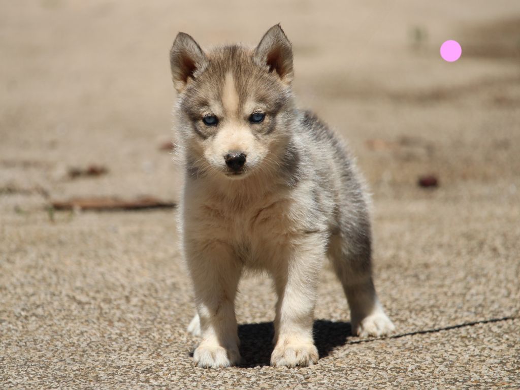 Manon Lefebvre - Chiots disponibles - Siberian Husky