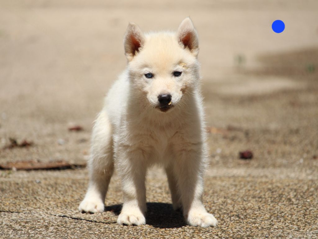 Manon Lefebvre - Chiots disponibles - Siberian Husky