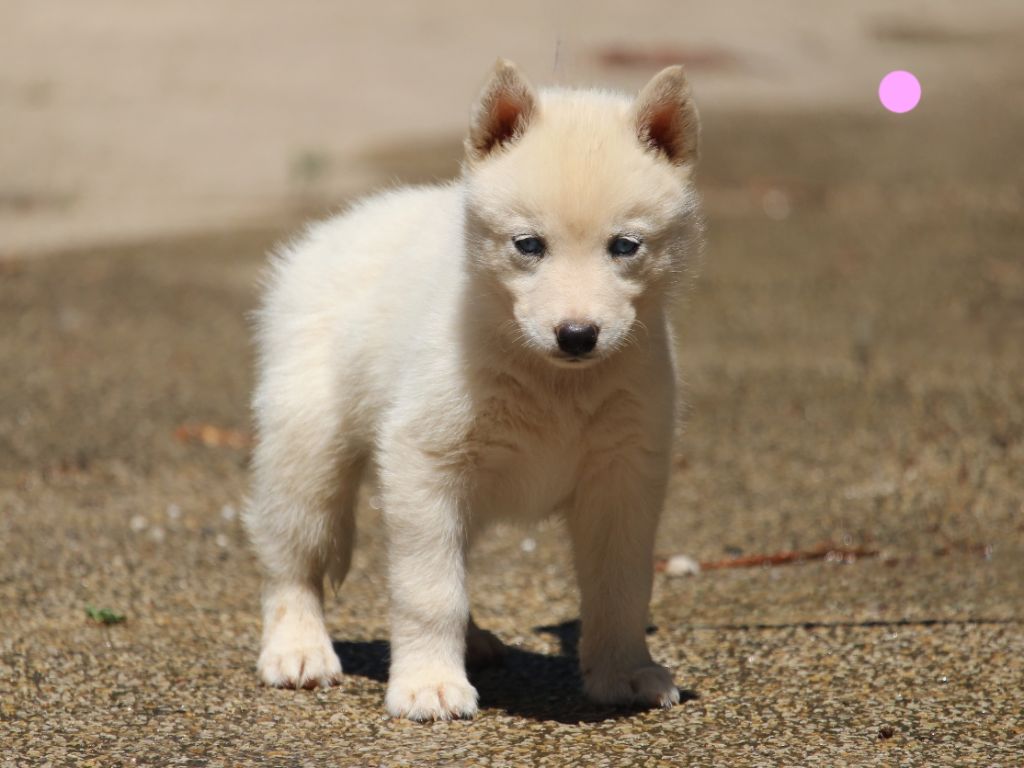 Manon Lefebvre - Chiots disponibles - Siberian Husky
