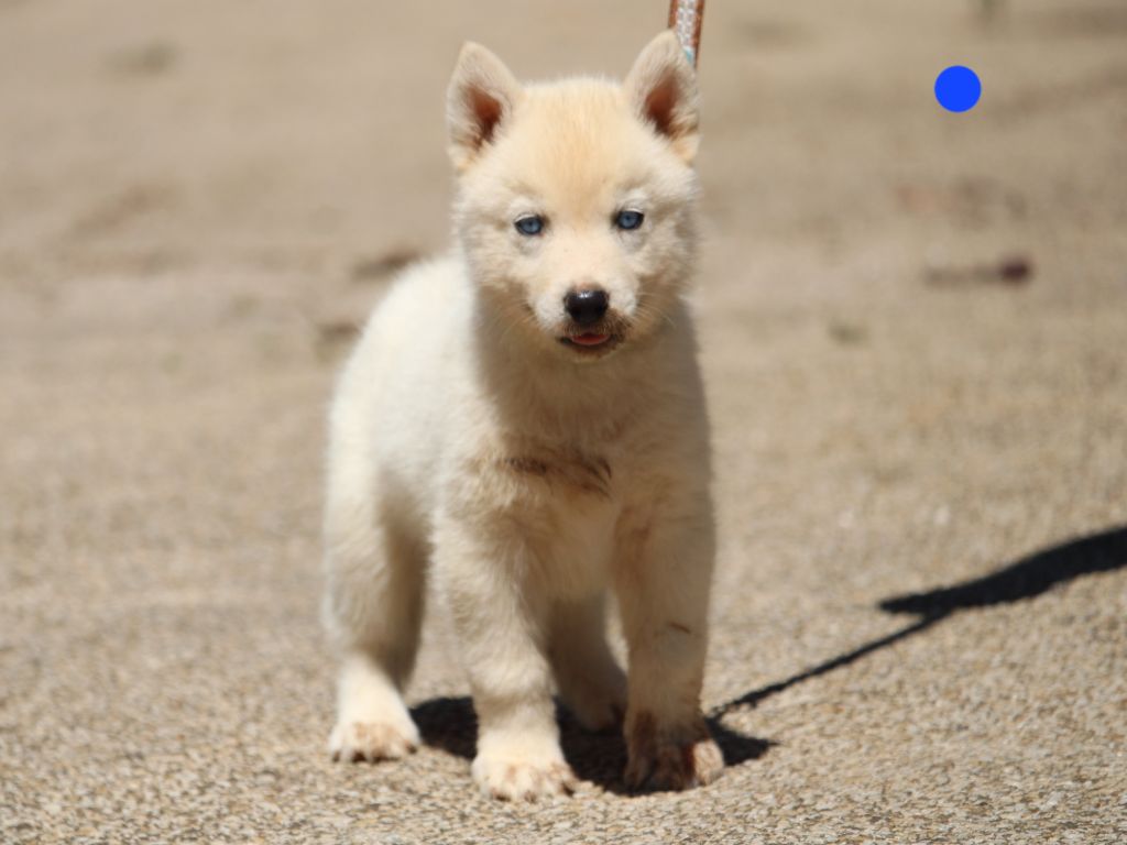 Manon Lefebvre - Chiots disponibles - Siberian Husky